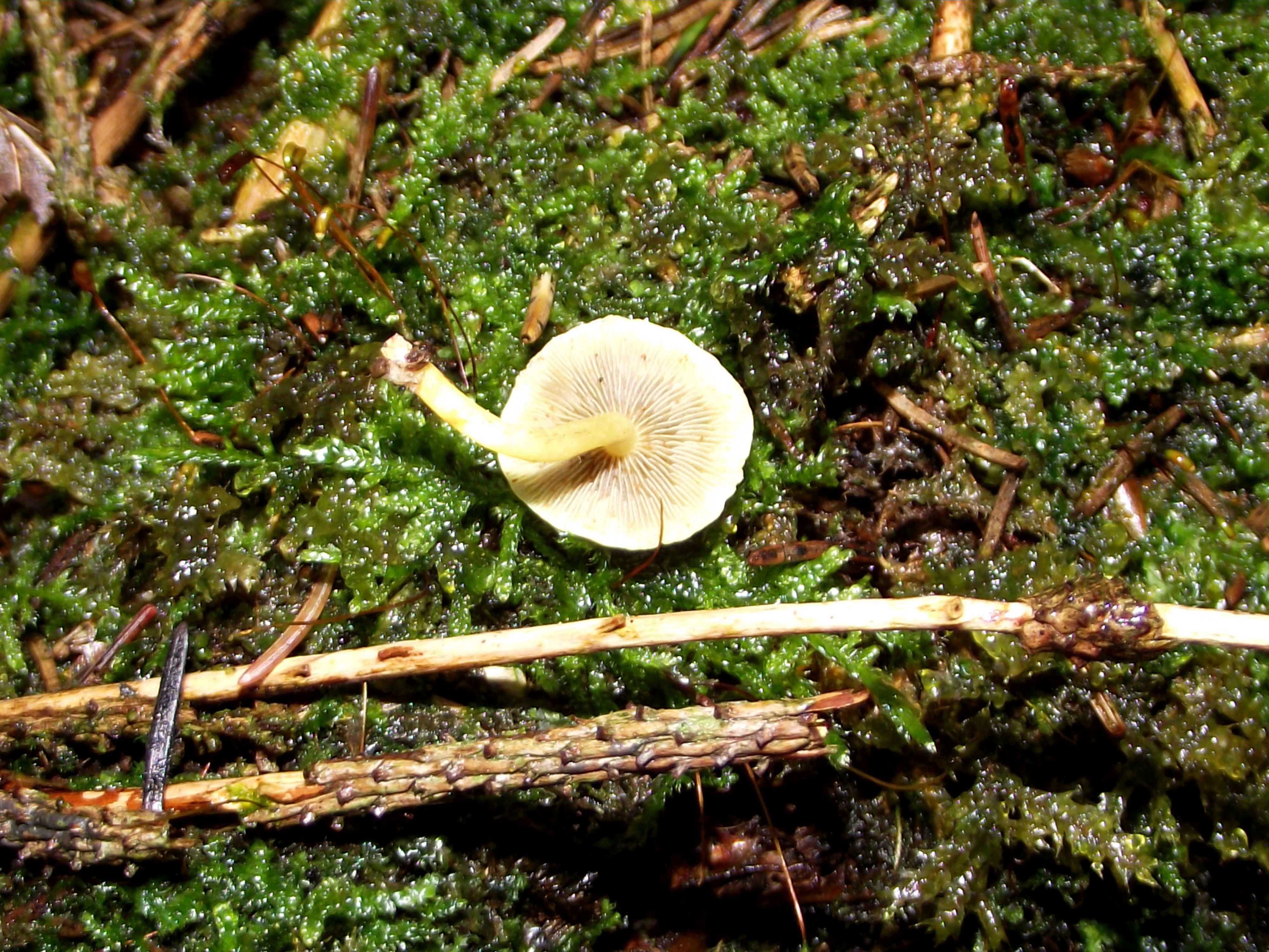 Grünblättriger Schwefelkopf